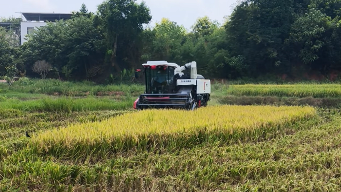 XR720跨区水稻机，高效作业促丰收