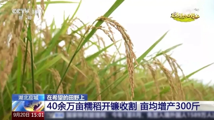 央视聚焦！云顶国际这台“收稻神器”刷屏湖北田野